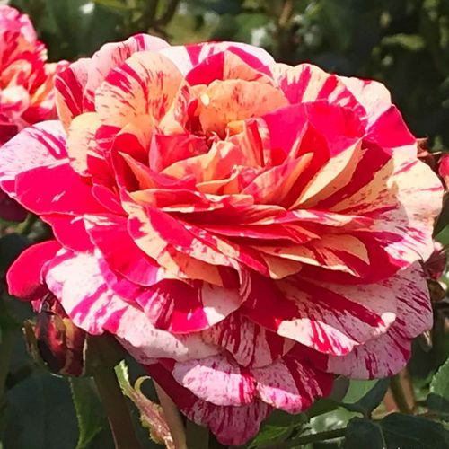 E-commerce, vendita, rose, in, vaso rose floribunde - rosso - bianco - Rosa Abracadabra ® - rosa dal profumo discreto - W. Kordes & Sons - ,-